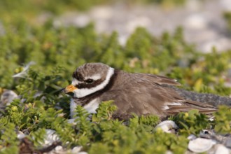 Ringed Plover (Charadrius hiaticula), adult bird on the clutch, Lower Saxony Wadden Sea National