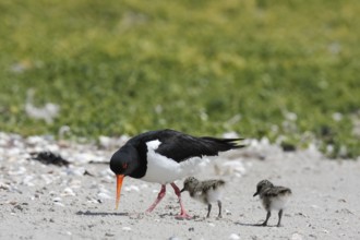 Eurasian oystercatcher (Haematopus ostralegus), adult bird with two chicks on the beach, Lower