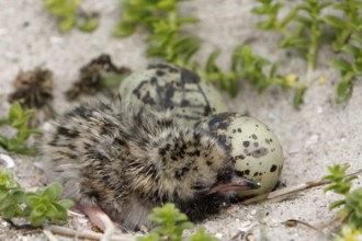 Common Tern (Sterna hirundo), newly hatched young bird, jumper, young bird, nest with two eggs and