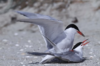 Common Tern (Sterna hirundo), copula, mating in front of the colony, Lower Saxon Wadden Sea