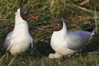 Black-headed Black-headed Gull (Chroicocephalus ridibundus), mating pair in the colony, Lower