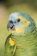 Blue-fronted Amazon (Amazona aestiva), portrait, captive, occurrence in South America