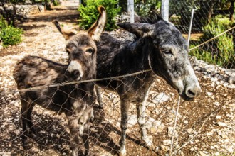 Donkey, mountainous and bay-rich Lustica peninsula, lies off the fjord-like Bay of Kotor in the