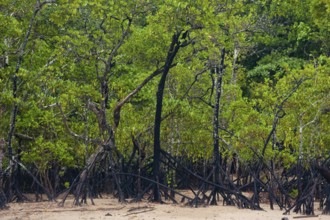 Mangrove forest, rainforest, tropical, tropical forest, tropical, Daintree river, Cape tribulation,