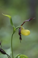 Yellow lady's slipper orchid (Cypripedium calceolus), Kalkalpen National Park, Upper Austria,