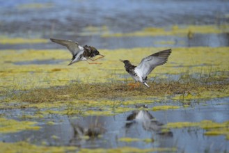 Ruff (Philomachus pugnax), fighting on the water, Burgenland, Austria, Europe