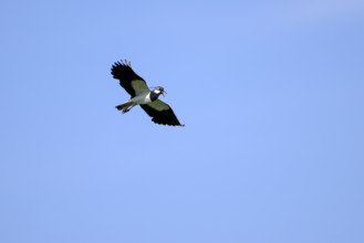 Northern lapwing (Vanellus vanellus), in flight, calling, over a wet meadow, Dümmer, Lower Saxony,