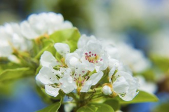 Fruit tree blossom in Zuschendorf