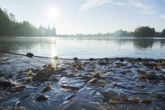 Fishing of the castle pond in Moritzburg