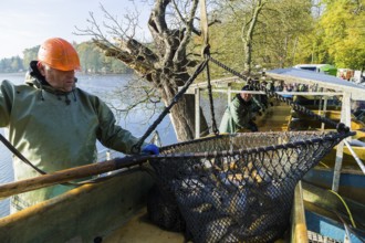 Fishing of the castle pond in Moritzburg