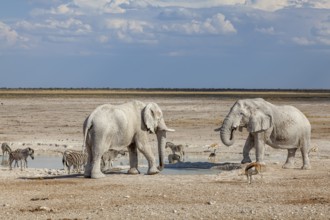 Elephants and zebras at a waterhole, Etosha National Park, Namibia, Africa