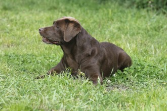 Labrador Retriever (Canis lupus familaris), female, 13 years, lying on the meadow, North