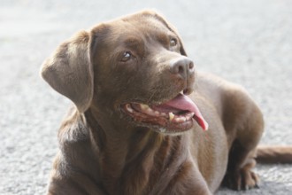 Labrador Retriever (Canis lupus familaris), female, 13 years, lying on a path, North