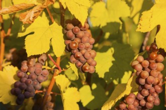 Wine growing near Meissen