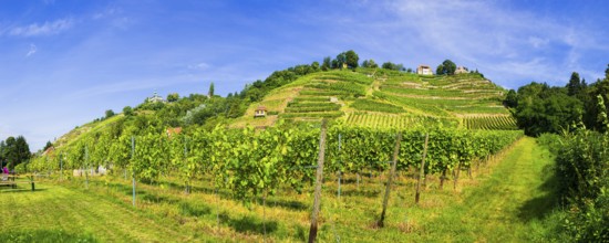 Vineyards in Radebeul Winery Drei Herren