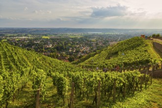 Open Winery Day in Saxony