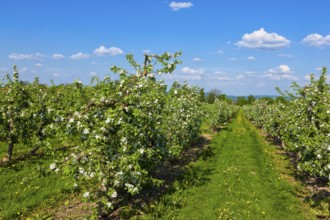 Orchards near Borthen