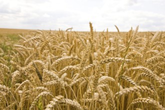 Rye field near Roßwein