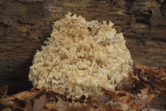 Spiny Beard (Hericium clathroides), Beech Spiny Beard, Spiny Beard, Spiny Beard, Hericium,