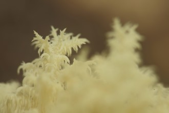 Branched spiny beard (Hericium clathroides), detail, Marko, monochrome, yellow, ochre, bizarre,