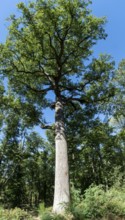 Forest of Troncais . Remarkable oak. Allier department. Auvergne Rhone Alpes. France