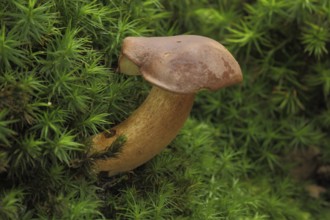 Chestnut boletus (Xerocomus badius), nature, moss, Bremthal, Eppstein, Taunus, Hesse, Germany,