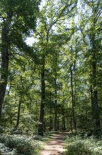 Summer in oak forest, Forest of Troncais. Allier department. Auvergne Rhone Alpes. France