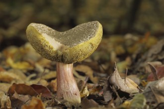 Red cracking bolete (Xerocomus chrysenteron), Bremthal, Eppstein, Taunus, Hesse, Germany, Europe