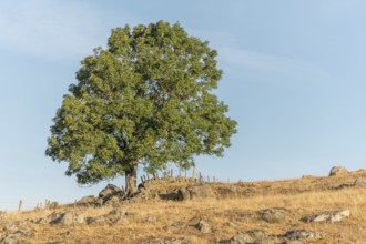 Large solitary tree on Aubrac plateau in summer. Cevennes, France, Europe