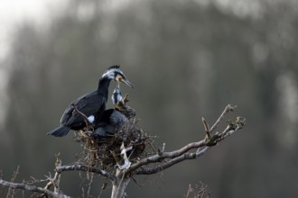 Great cormorant (Phalacrocorax carbo), pair at nest, Essen, Ruhr area, North Rhine-Westphalia,