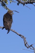 Bateleur eagle (Terathopius ecaudatus), immature, perched on a branch, Mahango Core Area, Bwabwata