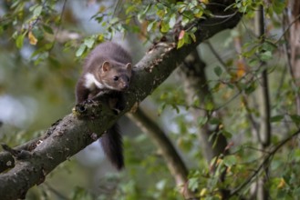 Beech marten (Martes foina), Bitburg, Rhineland-Palatinate, Germany, Europe