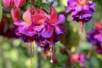 Flowering fuchsias (Fuchsia), North Rhine-Westphalia, Germany, Europe