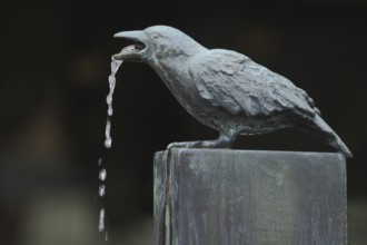 Detail with raven as gargoyle and water jet at the Fools' Fountain, Furtwangen, Southern Black