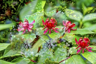 Real spice bush (Calycanthus floridus), oil painting, red flowers creative, different plants mixed,