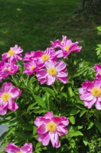 Peonies (Paeonia), peonies, pink flowers, non-double flowers, yellow pistils, green leaves,