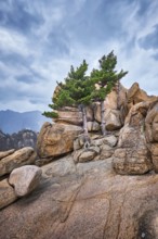 Rock with pine trees in cloudy weather. Seoraksan National Park, South Korea, Asia