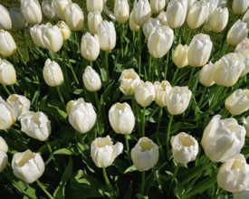 Blooming white tulips flowerbed in Keukenhof flower garden, also known as the Garden of Europe, one