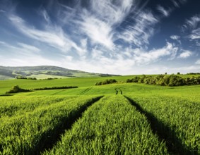 Vintage retro effect filtered hipster style image of Green fields of Moravia, Czech Republic,