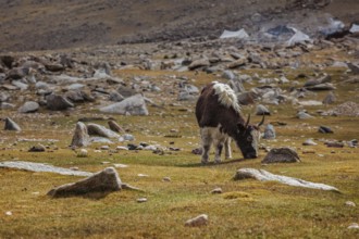 Yak calf grazing in Himalayas. Ladakh, India, Asia