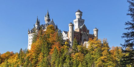 Neuschwanstein Castle, Schwangau near Füssen, Allgäu, Bavaria, Germany, Füssen, Bavaria, Germany,