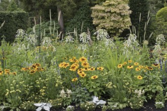 Perennial bed with coneflower (Rudbeckia hirta) and ornamental tobacco (Nicotiana), Lower Saxony,