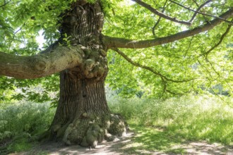 Old oak tree (Quercus), Royal Botanic Gardens (Kew Gardens), UNESCO World Heritage Site, Kew,