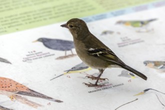 Madeiran chaffinch (Fringilla coelebs maderensis), sitting on information board, Madeira, Portugal,