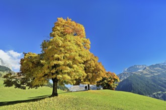 A group of sycamore maples (Acer pseudo plantanus), in autumnal colour, Canton Uri, Switzerland,