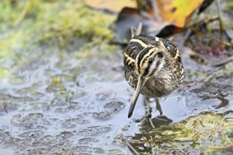 Jack snipe (Lymnocryptes minimus), foraging, Switzerland, Europe