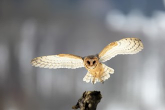 Central European barn owl (Tyto alba guttata), adult, flying, in winter, in snow, landing on wait,