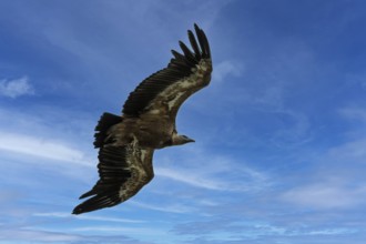 Griffon vulture (Gyps fulvus) in flight, Verdon Gorge, Provence, France, Europe