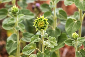 Sunflowers (Helianthus annuus), closed flowers, Provence, France, Europe