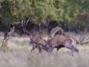 Red deer (Cervus elaphus), top deer drives out defeated rival from meadow after rutting fight,